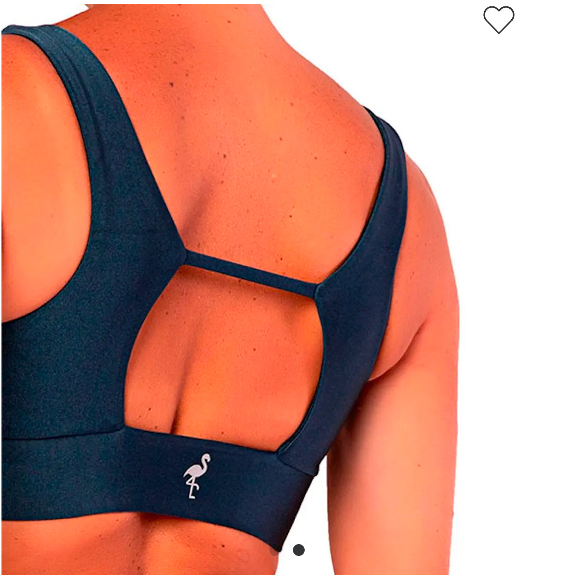 Top Live Glossy Shark